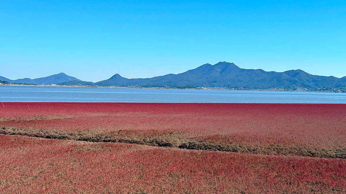 석모도 칠면초 명소