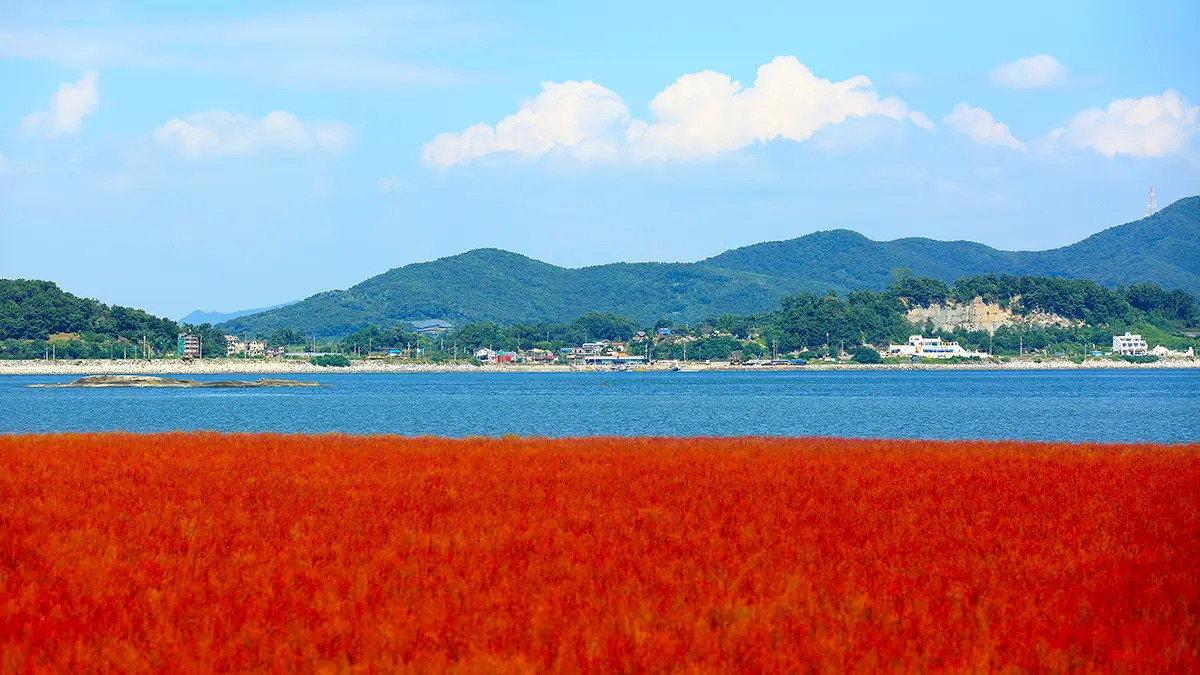 석모도 칠면초 군락지 바다 전경