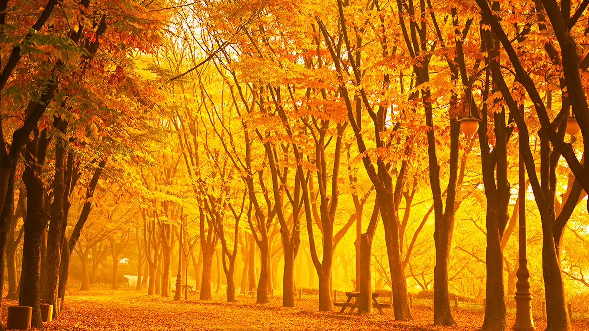 인천대공원 단풍나무