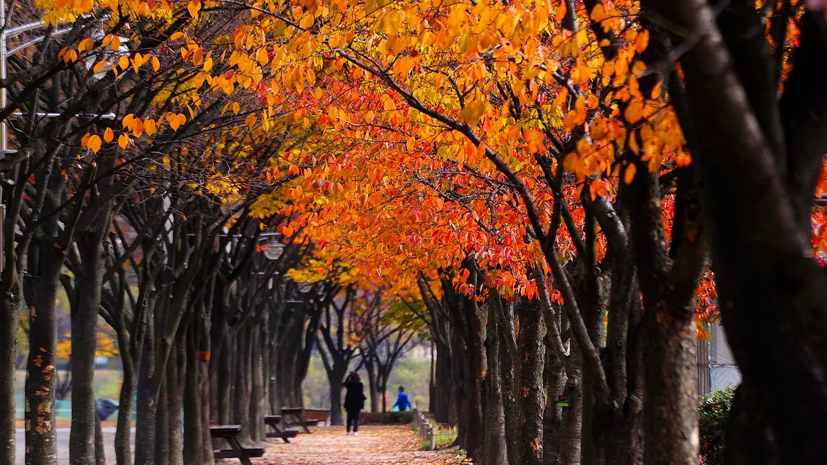 인천대공원 가을 풍경