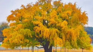 장수동 은행나무 전경