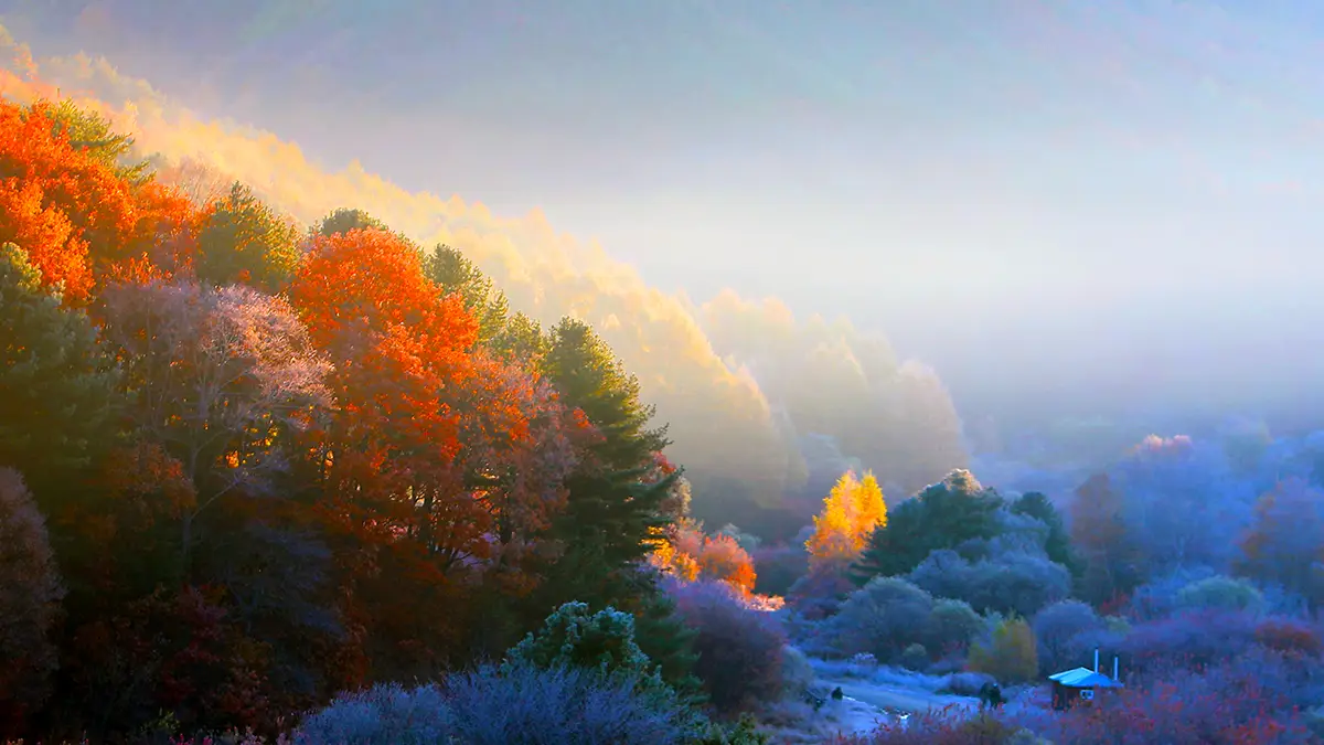 인제 비밀의 정원 안개