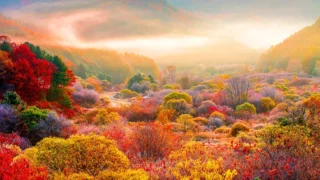 인제 비밀의 정원 새벽 가을