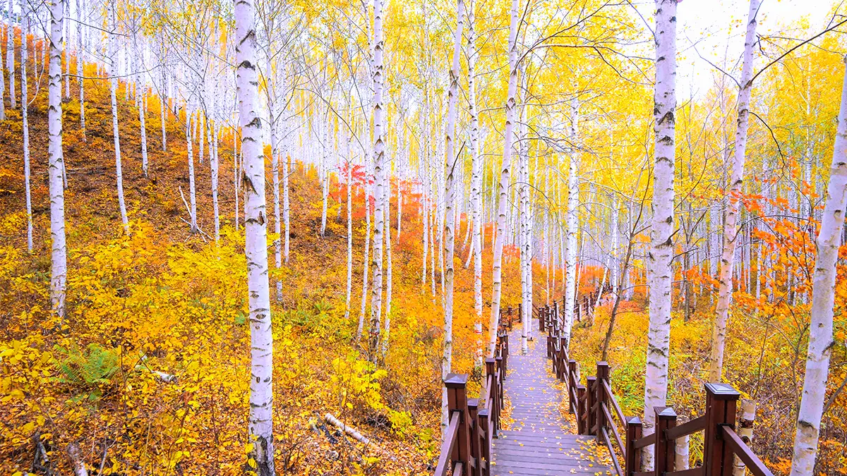 인제 자작나무숲의 가을 인제 자작나무숲의 가을