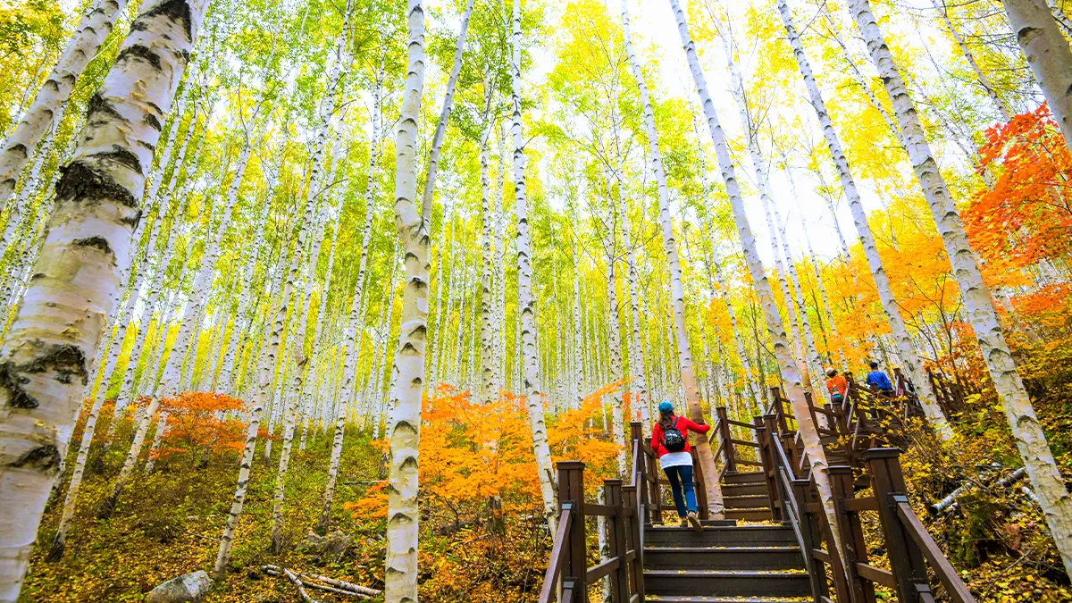 인제 자작나무숲 트레킹 인제 자작나무숲 트레킹