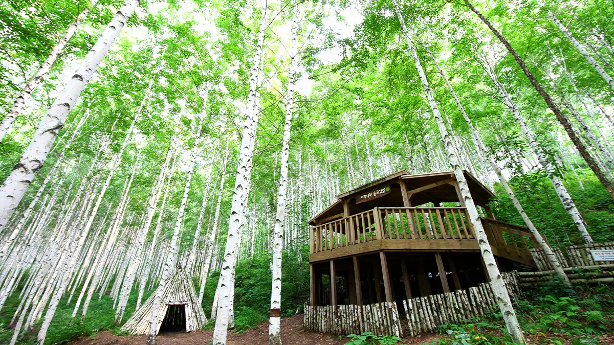 인제 자작나무숲 인제 자작나무숲