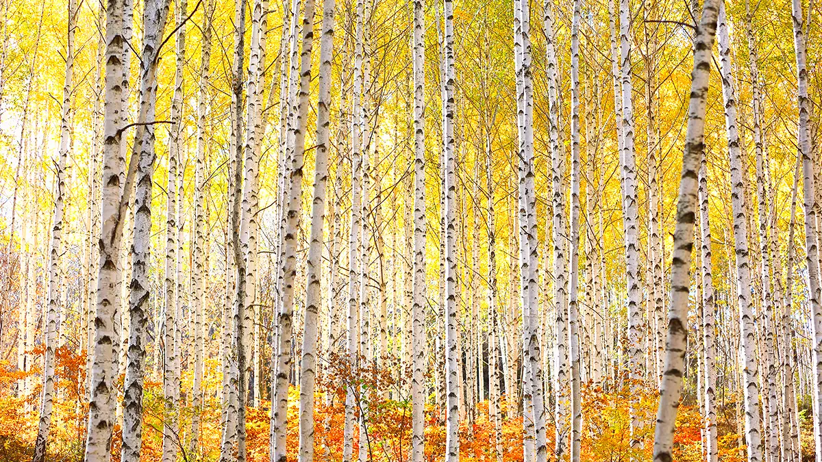 자작나무 단풍 자작나무 단풍