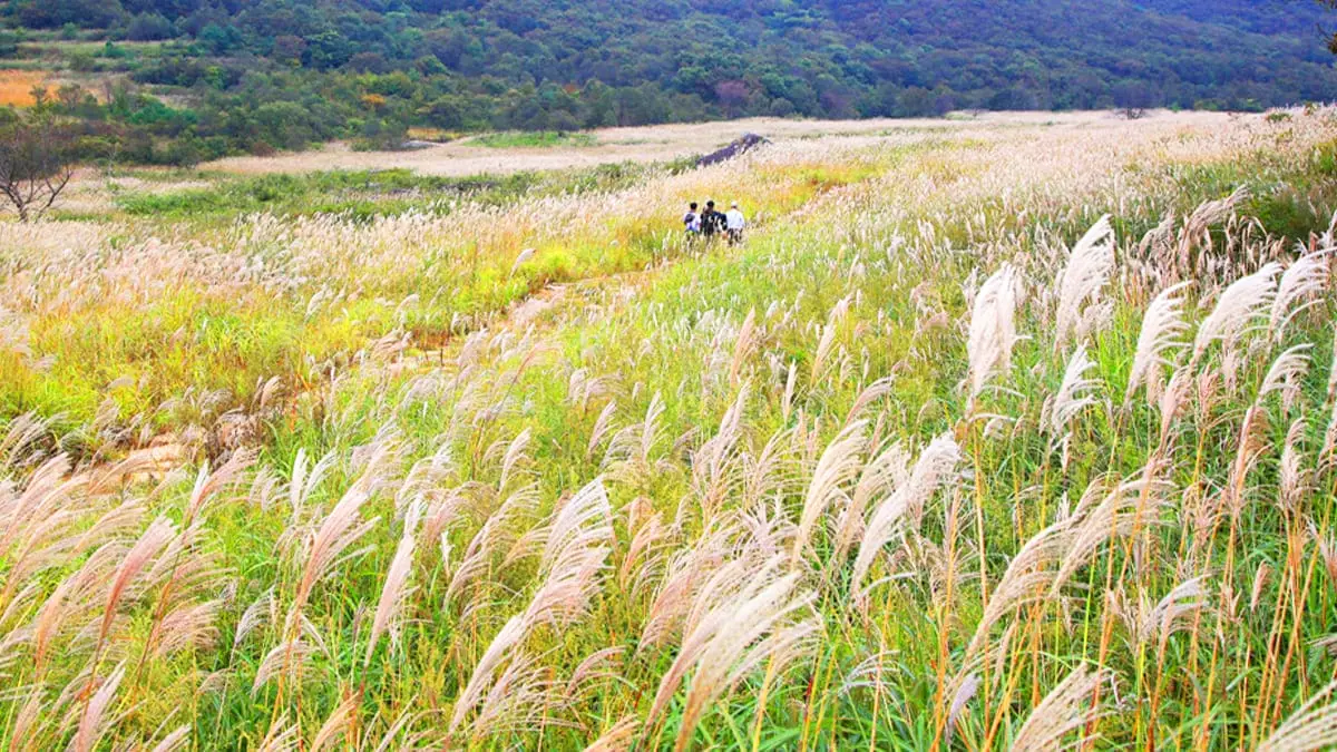 재약산 억새 풍경 재약산 억새 풍경