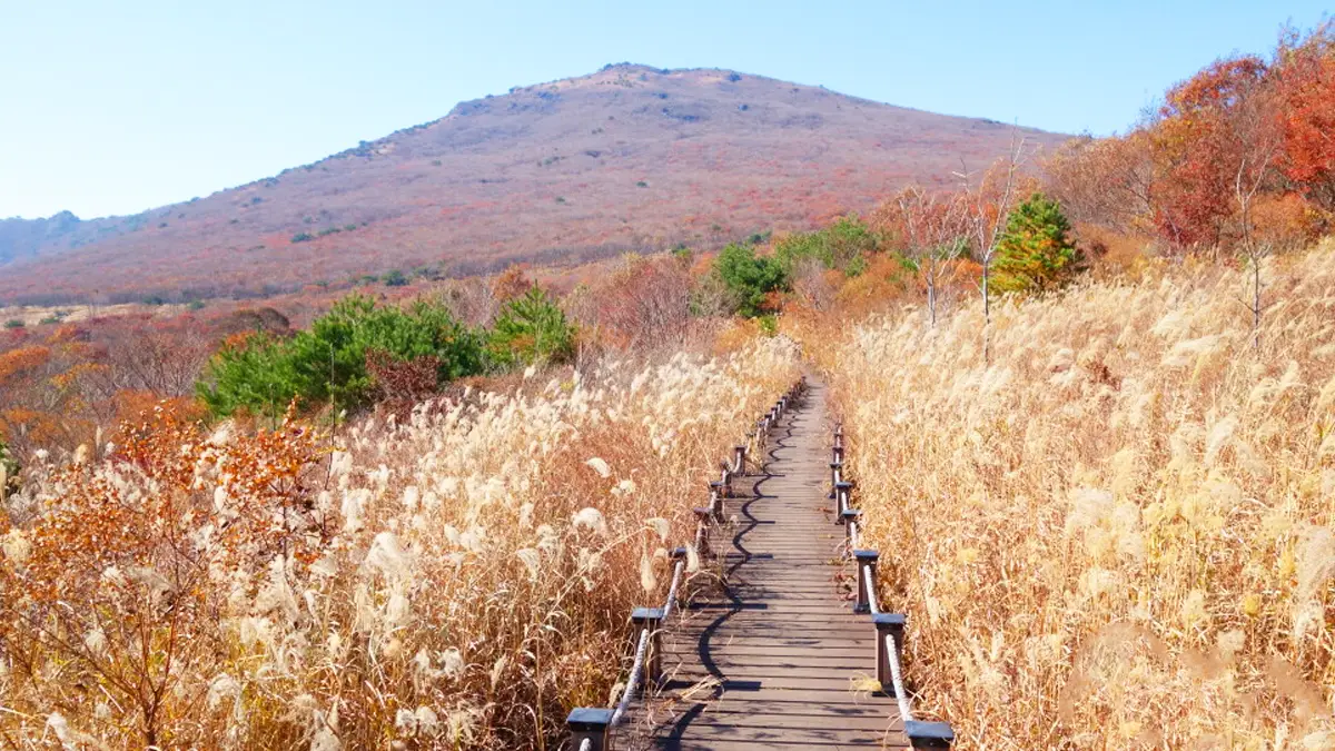 밀양 재약산 사자평