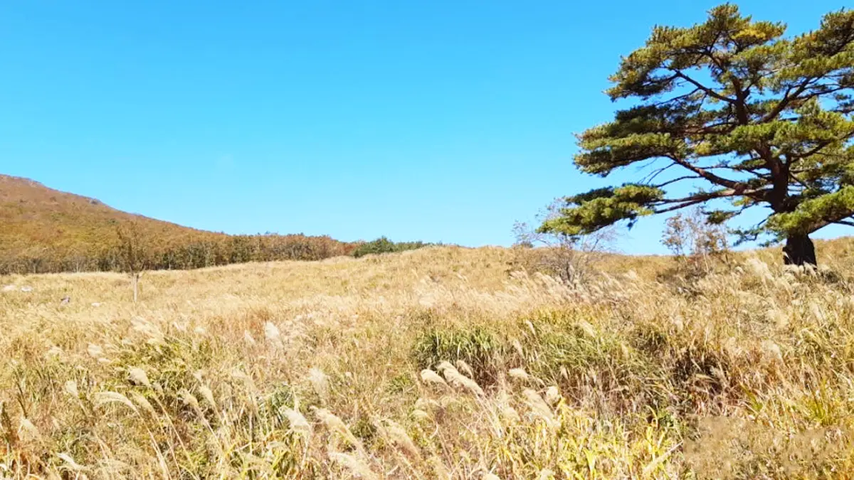 재약산 사자평 억새 재약산 사자평 억새