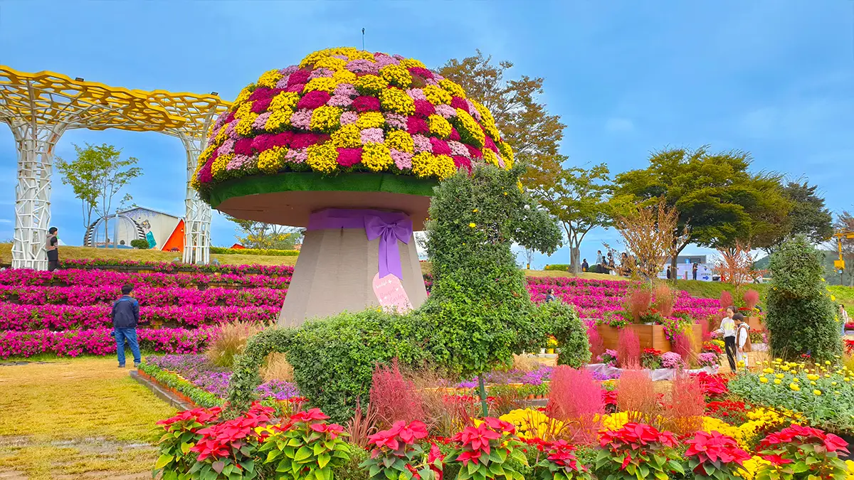 장성 황룡강 가을꽃축제 장성 황룡강 가을꽃축제