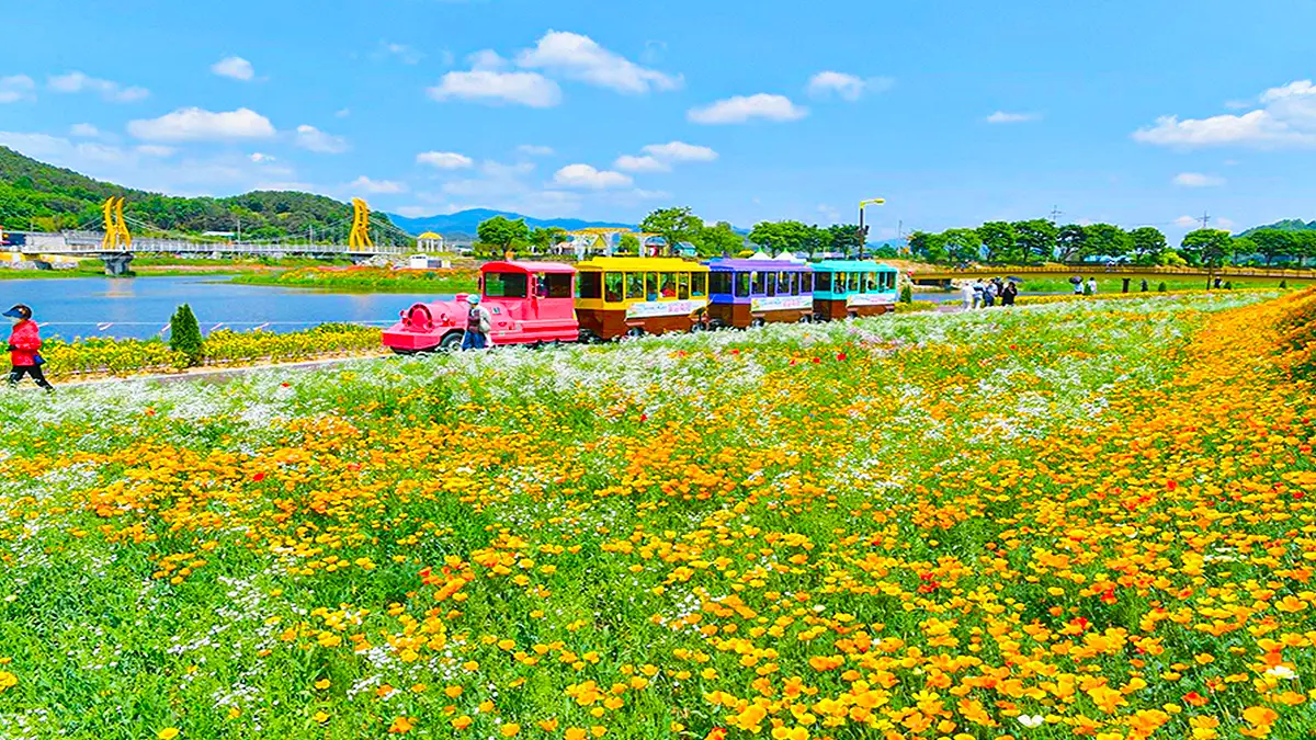 황룡강 가을꽃축제 버스