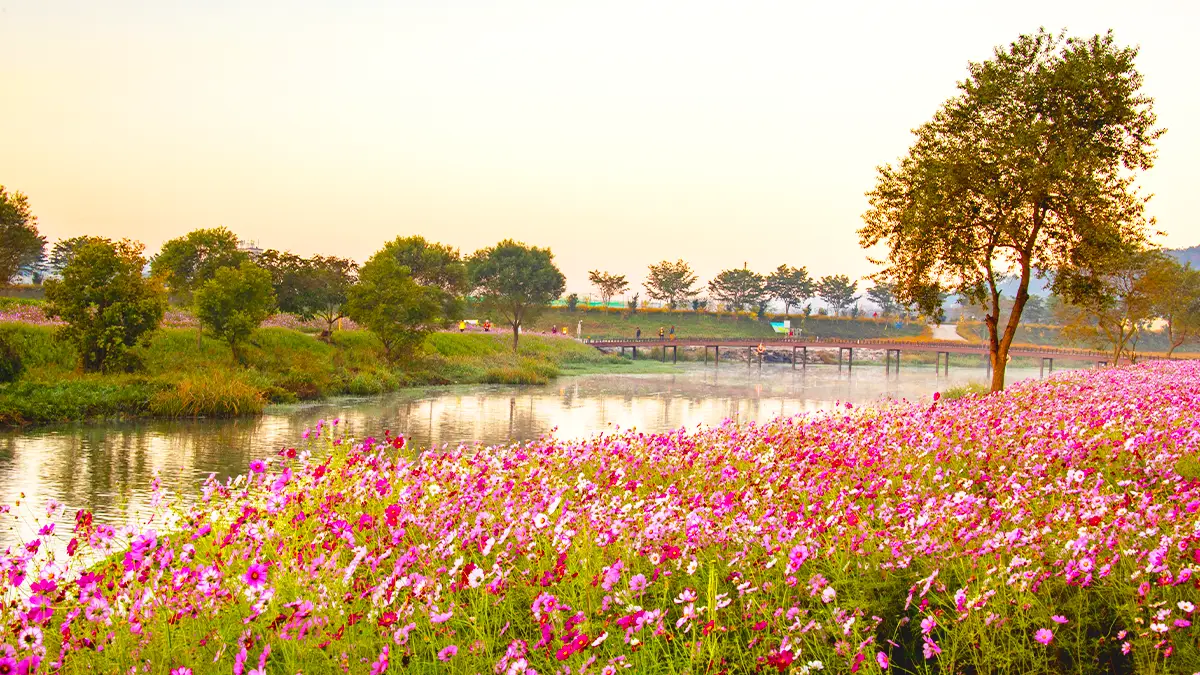 황룡강 생태공원 코스모스