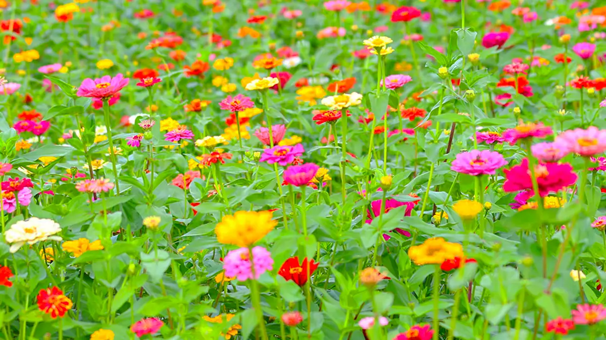 장성 황룡강 백일홍