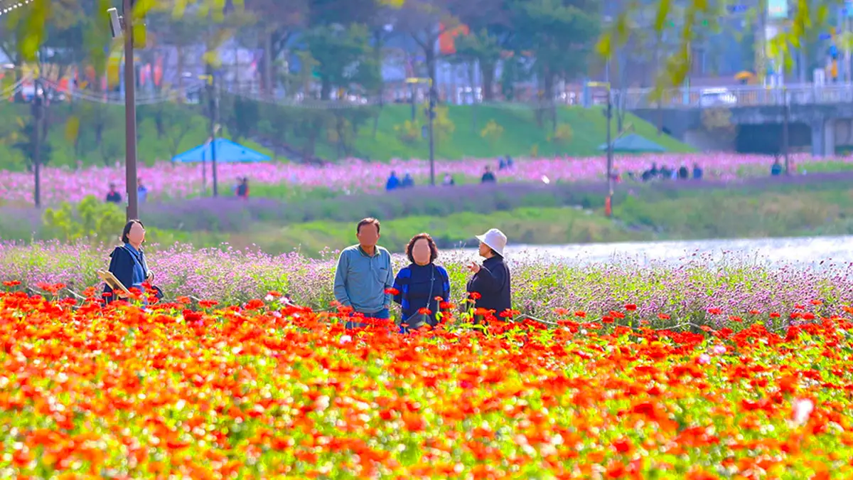 장성 황룡강 꽃축제