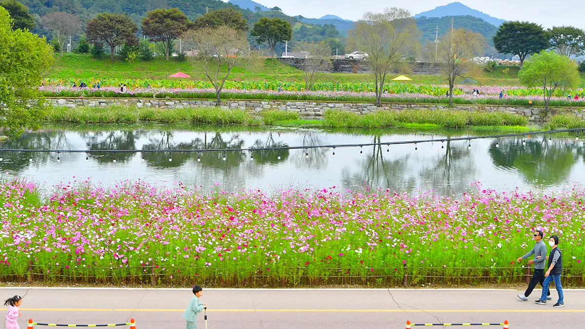 장성 황룡강 코스모스