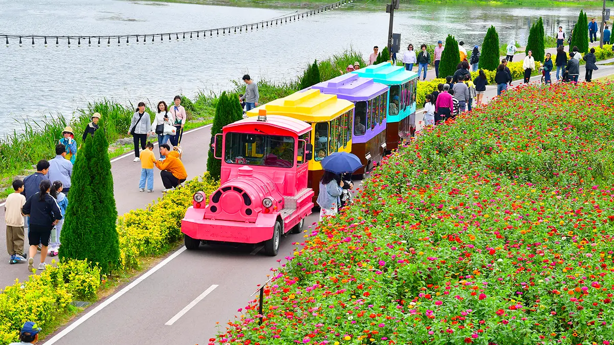 장성 황룡강 꽃길열차