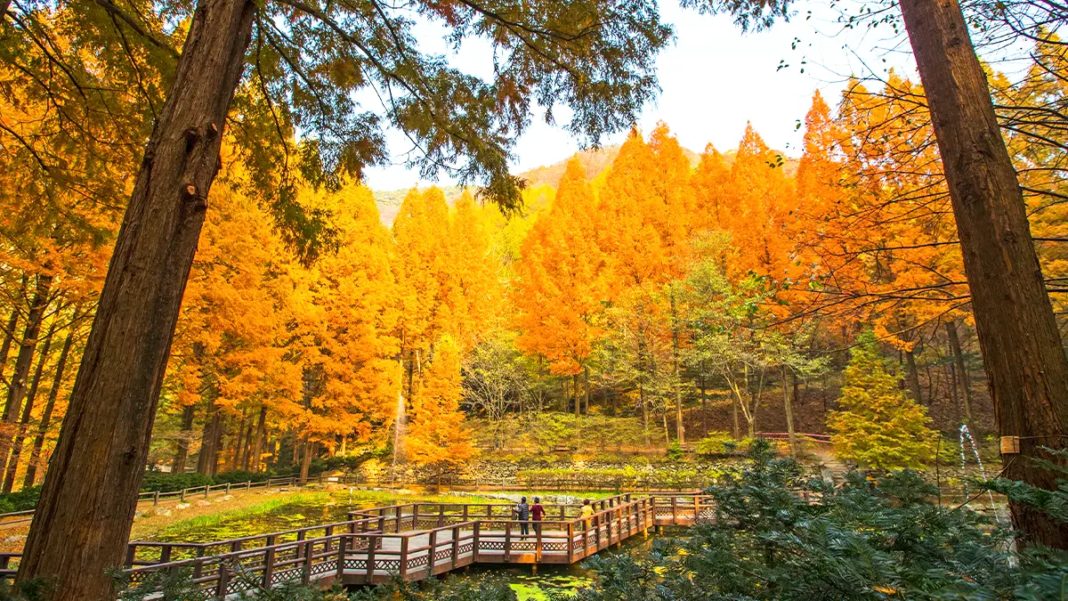장태산자연휴양림 메타세쿼이아
