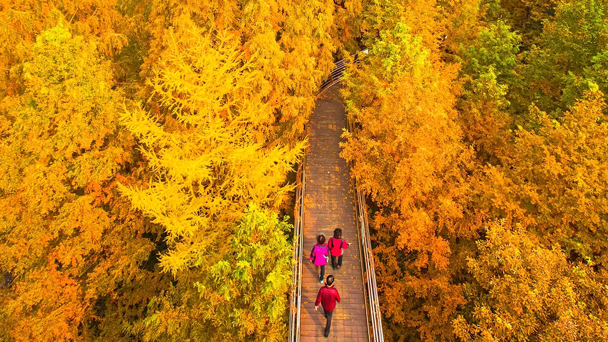 장태산자연휴양림 가을 풍경
