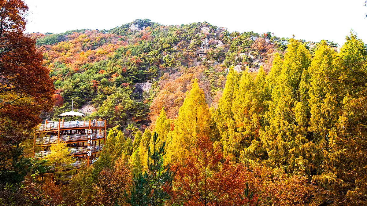 장태산자연휴양림 스카이타워