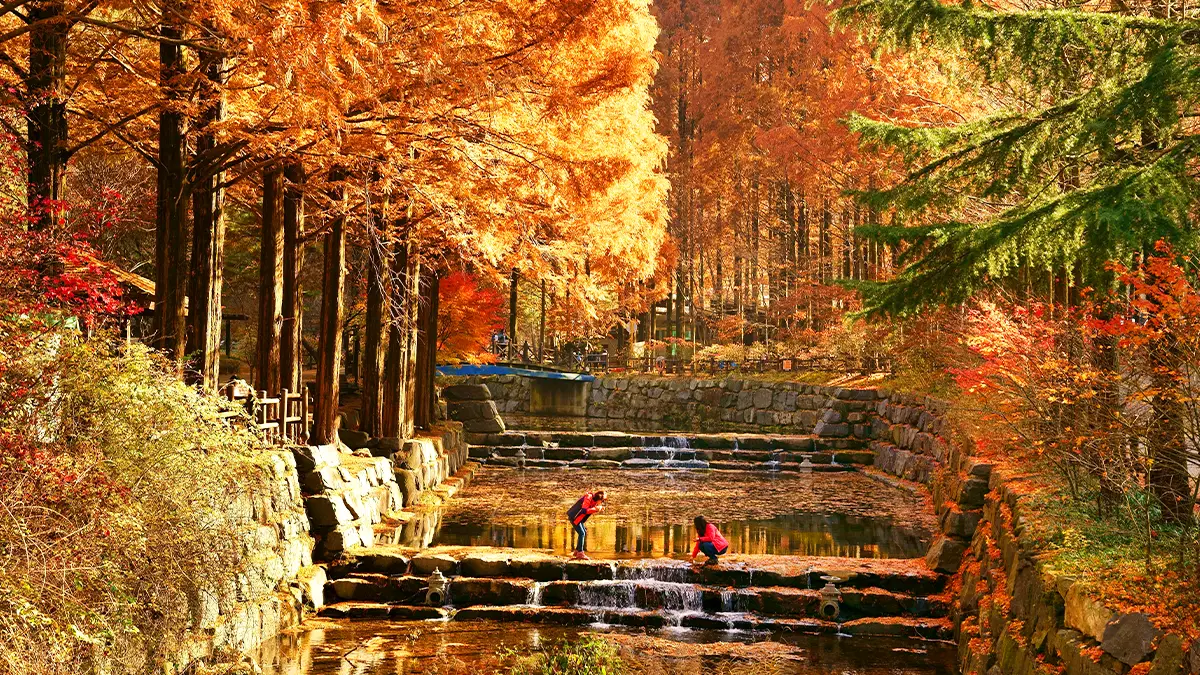 장태산자연휴양림 단풍