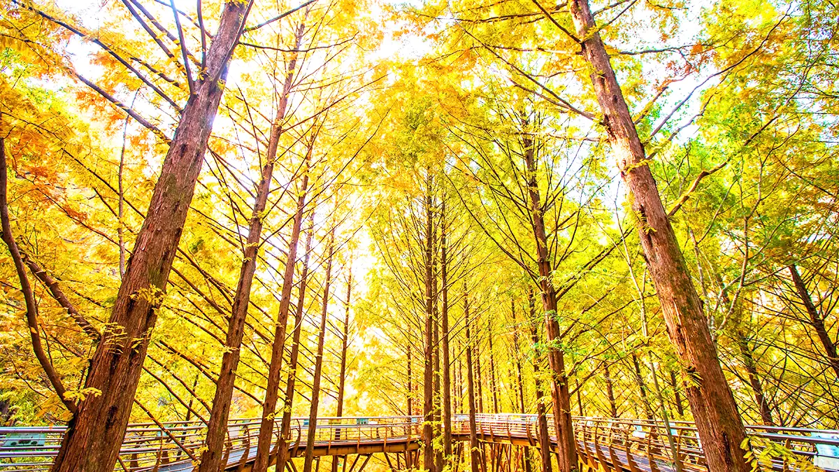 장태산자연휴양림 스카이웨이