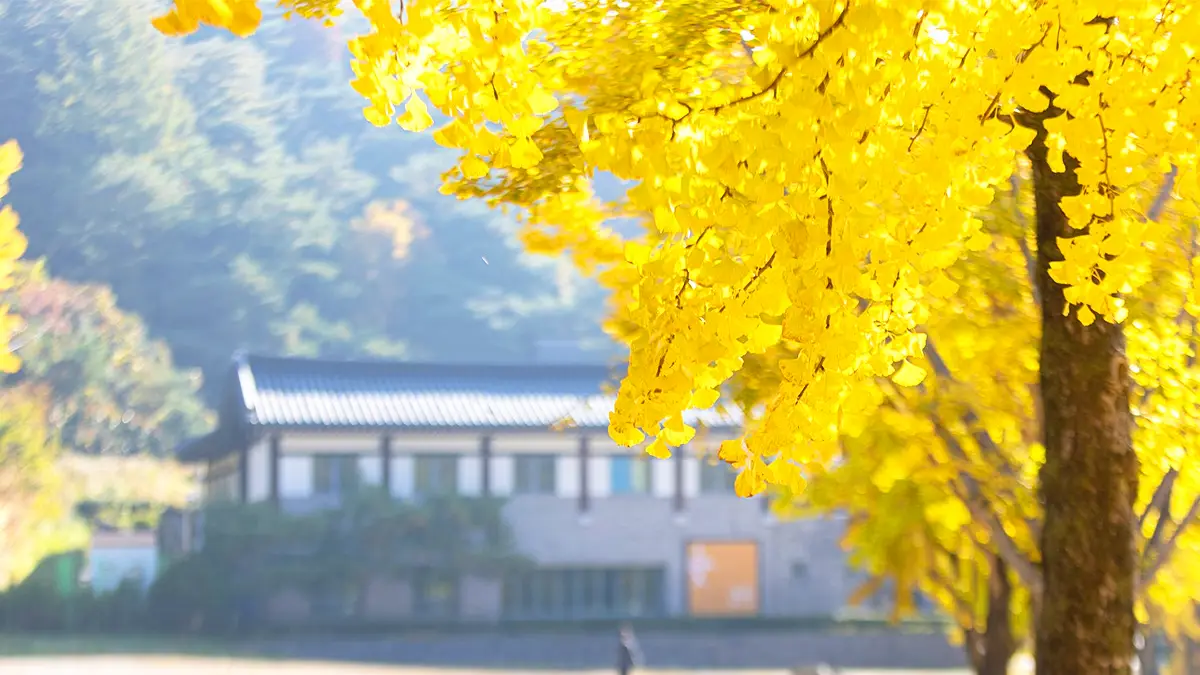 배론성지 은행나무