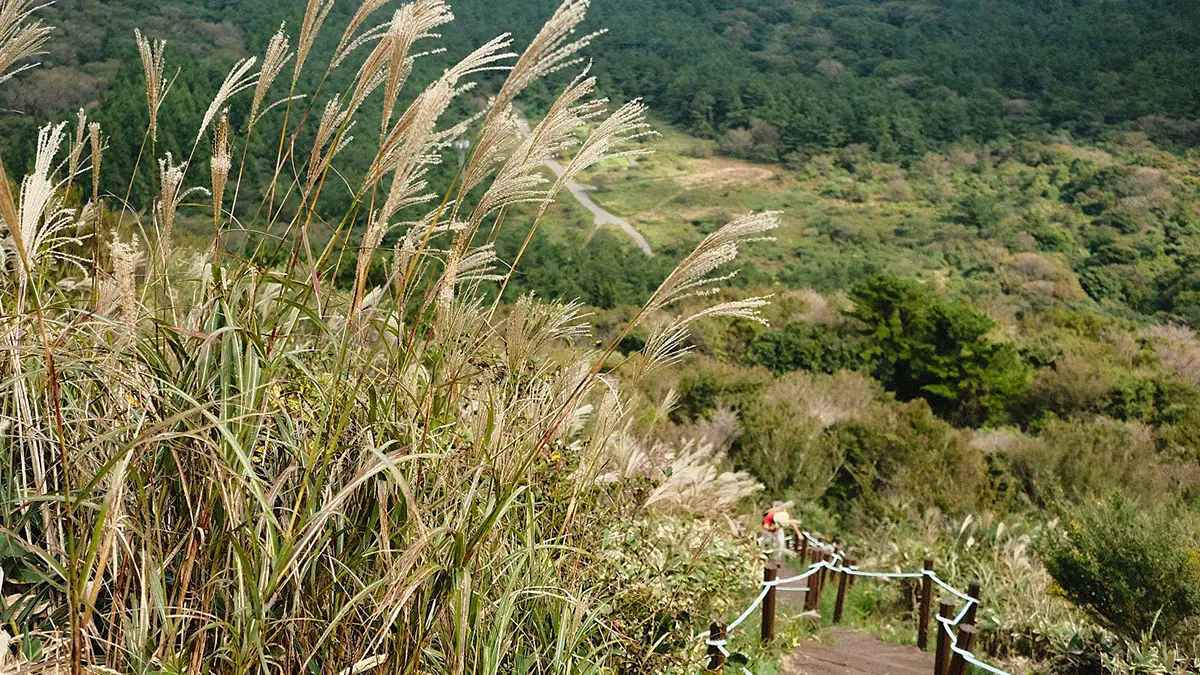 제주 큰노꼬메오름 억새