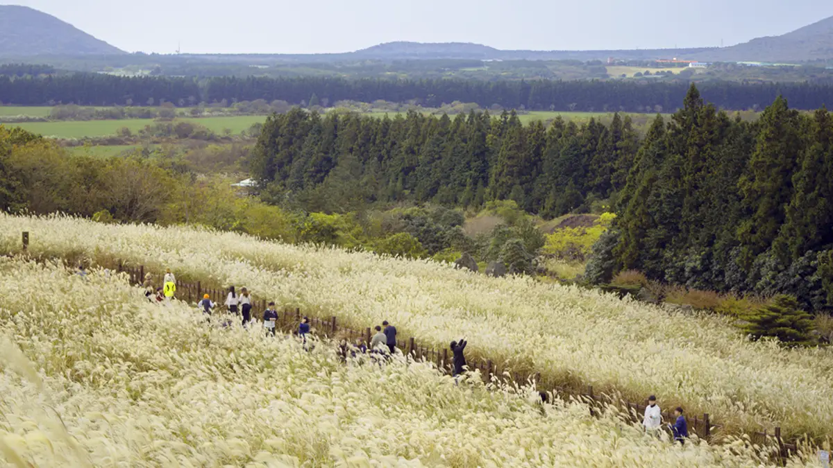 제주 산굼부리 억새