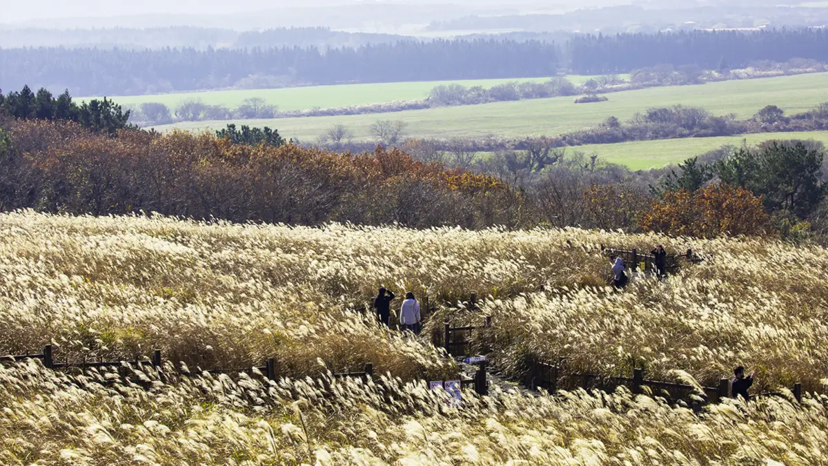산굼부리 억새밭