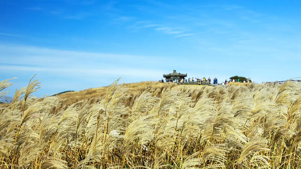 산굼부리 억새 풍경