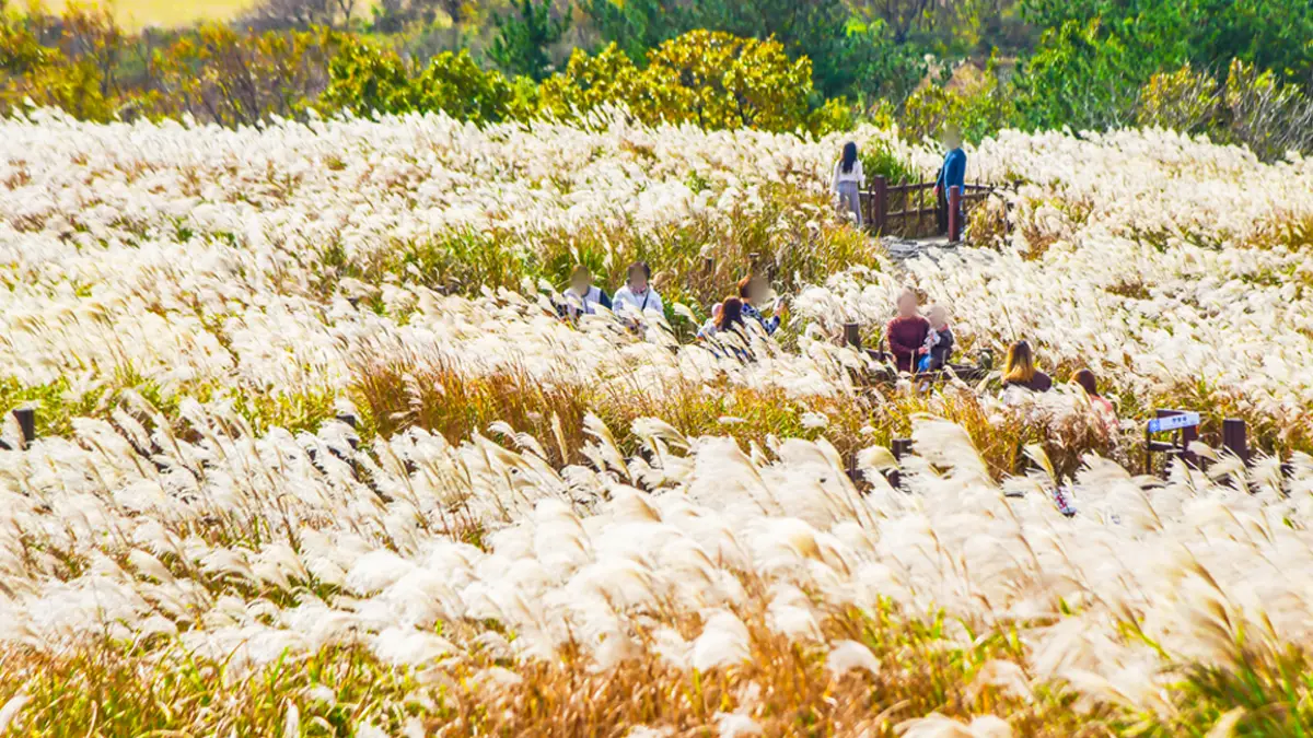 산굼부리 가을 억색
