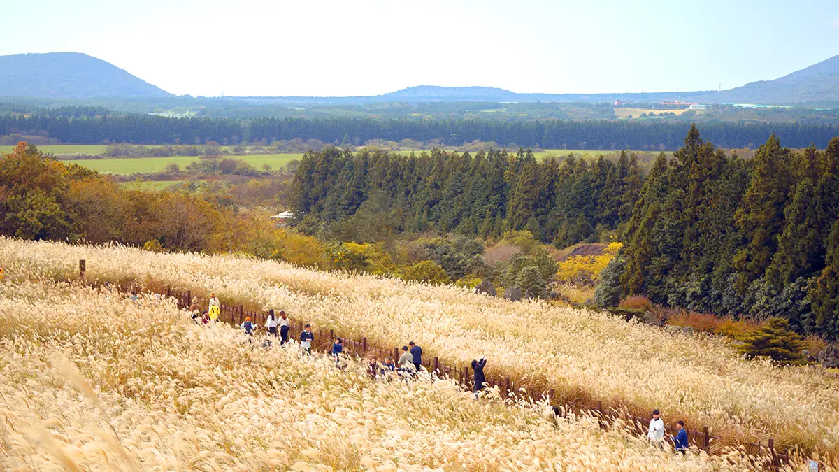 제주 산굼부리 억새 풍경