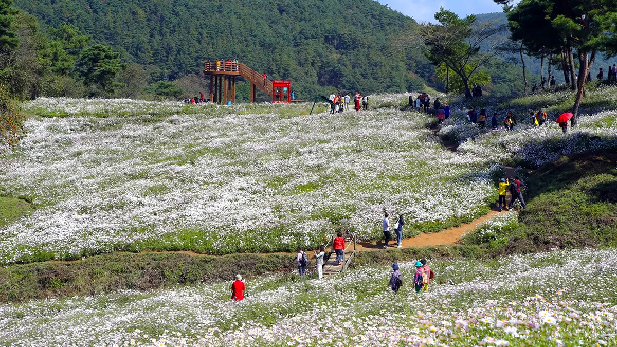정읍 구절초 축제 구절초