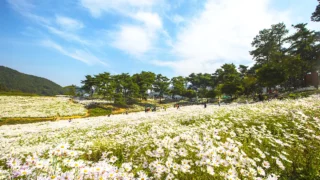 정읍 구절초 지방정원