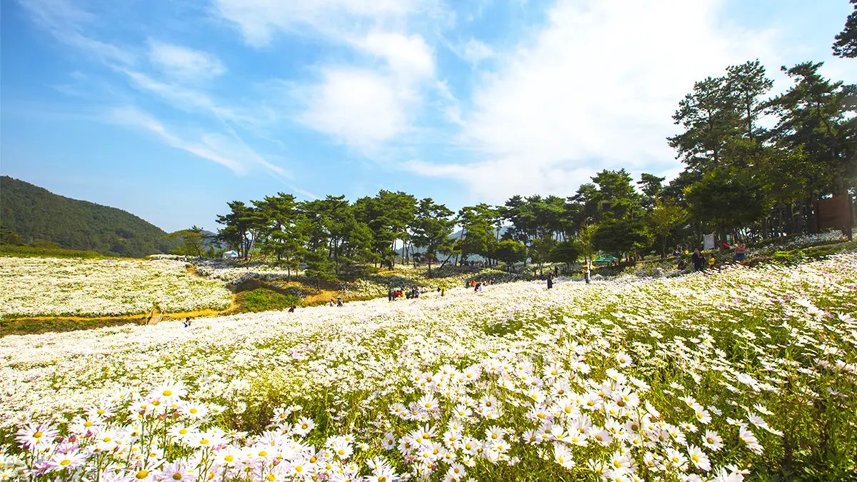 정읍 구절초 지방정원