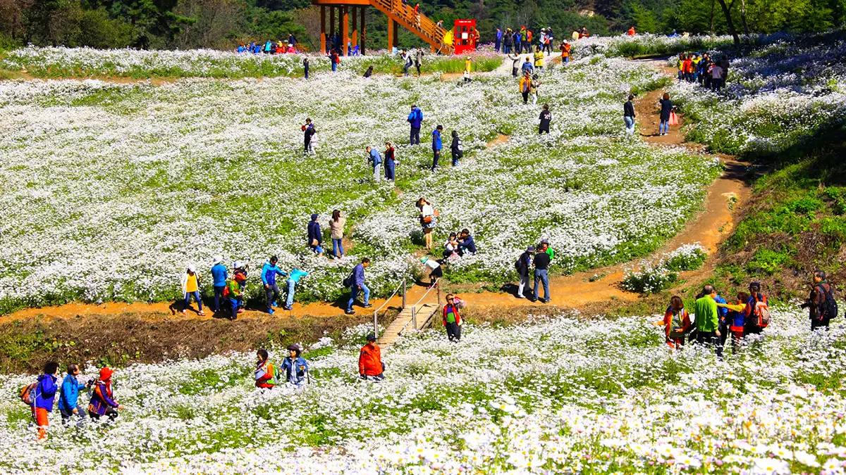 정읍 구절초 지방정원