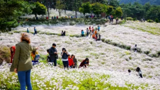 정읍 구절초 지방정원 전경