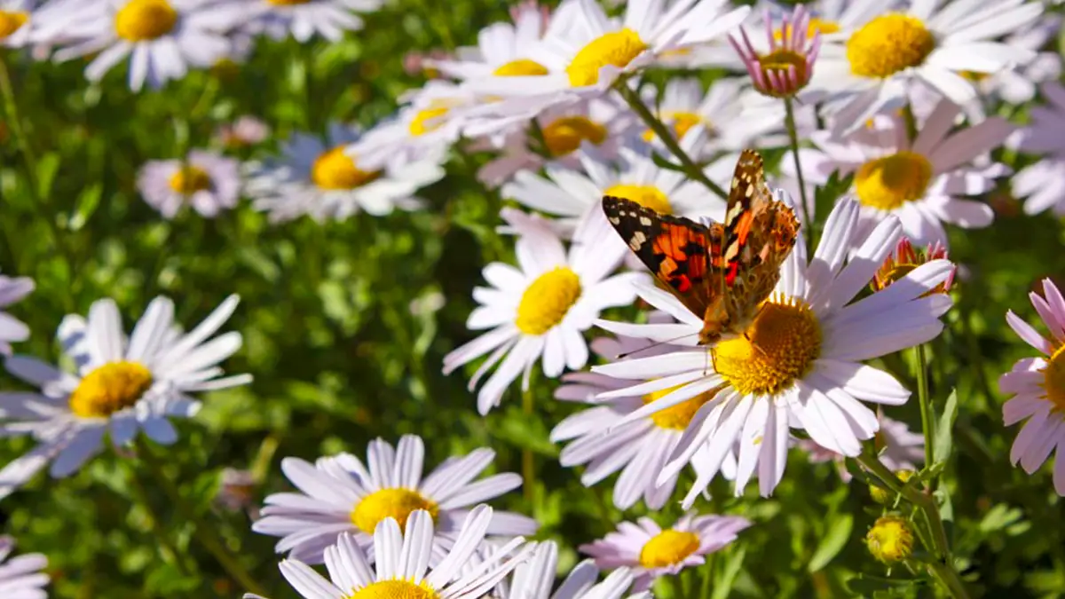 정읍 구절초 축제