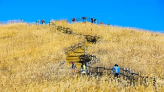 정선 민둥산 가을 억새