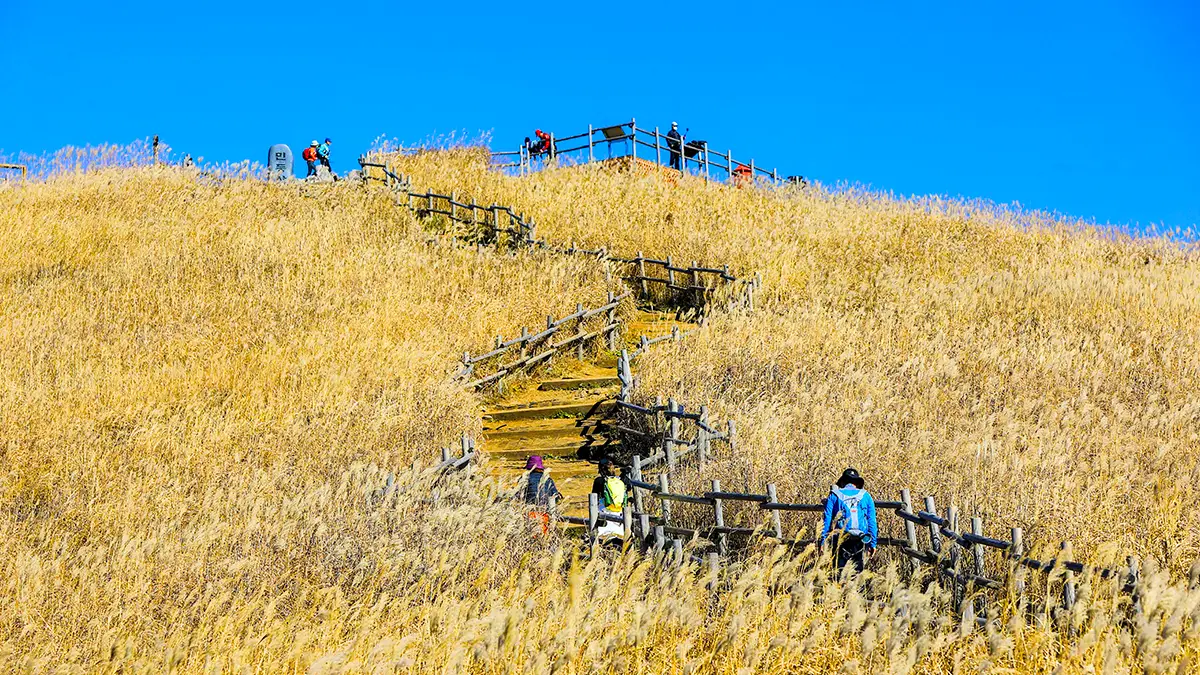 정선 민둥산 가을 억새