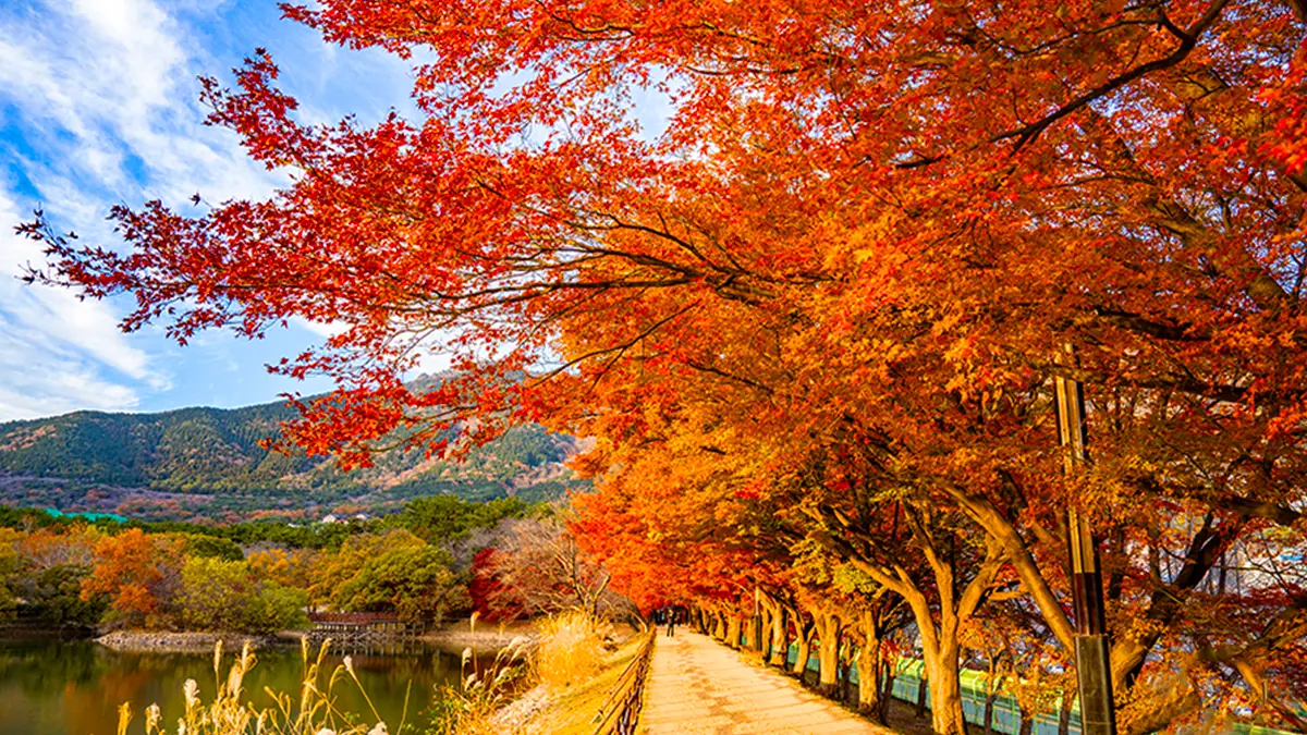 진해 내수면환경생태공원 단풍