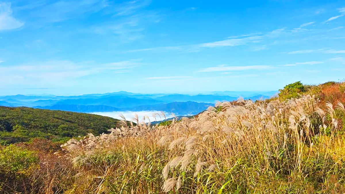 지리산 노고단 억새