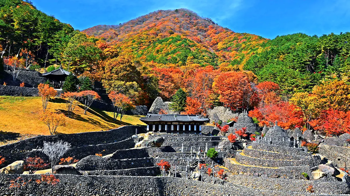 삼성궁 단풍 삼성궁 단풍