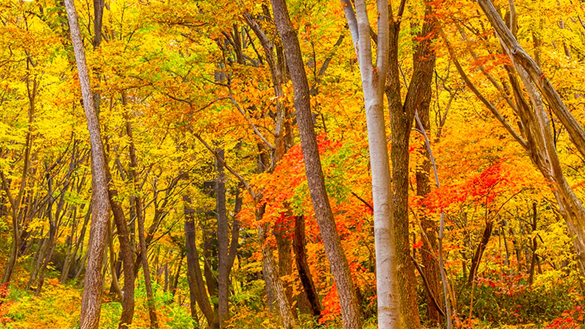 송광사 가을 송광사 가을