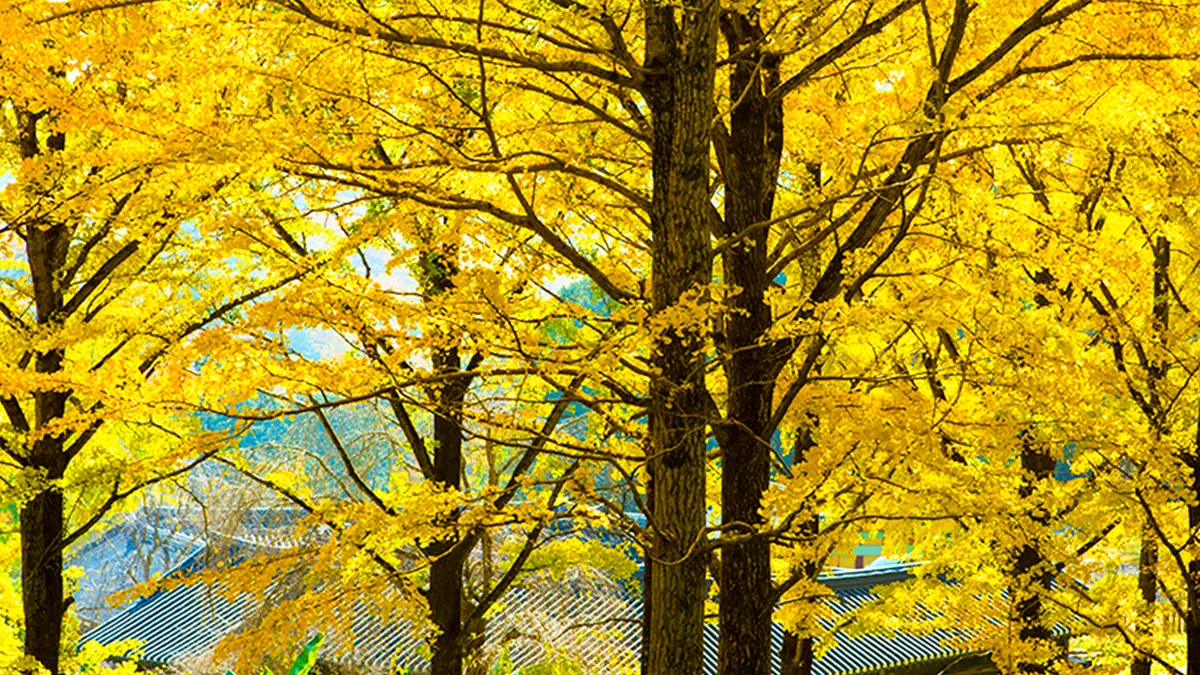 송광사 은행나무 송광사 은행나무