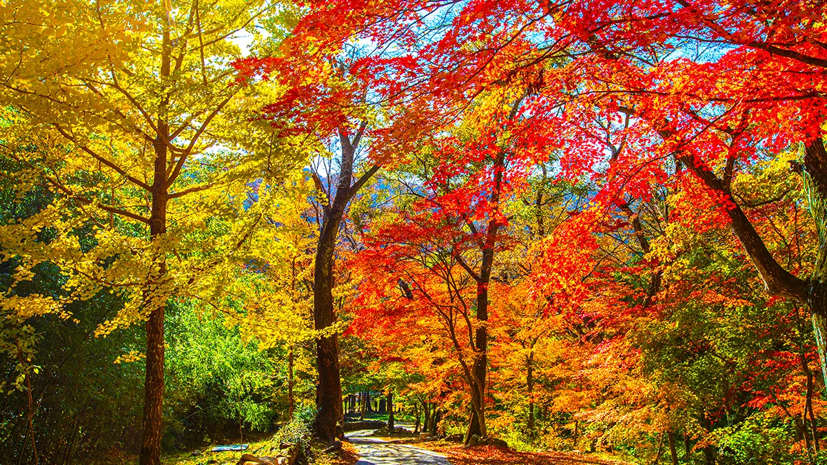 송광사 가을 절경 송광사 가을 절경