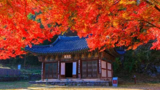 마곡사 단풍 전경