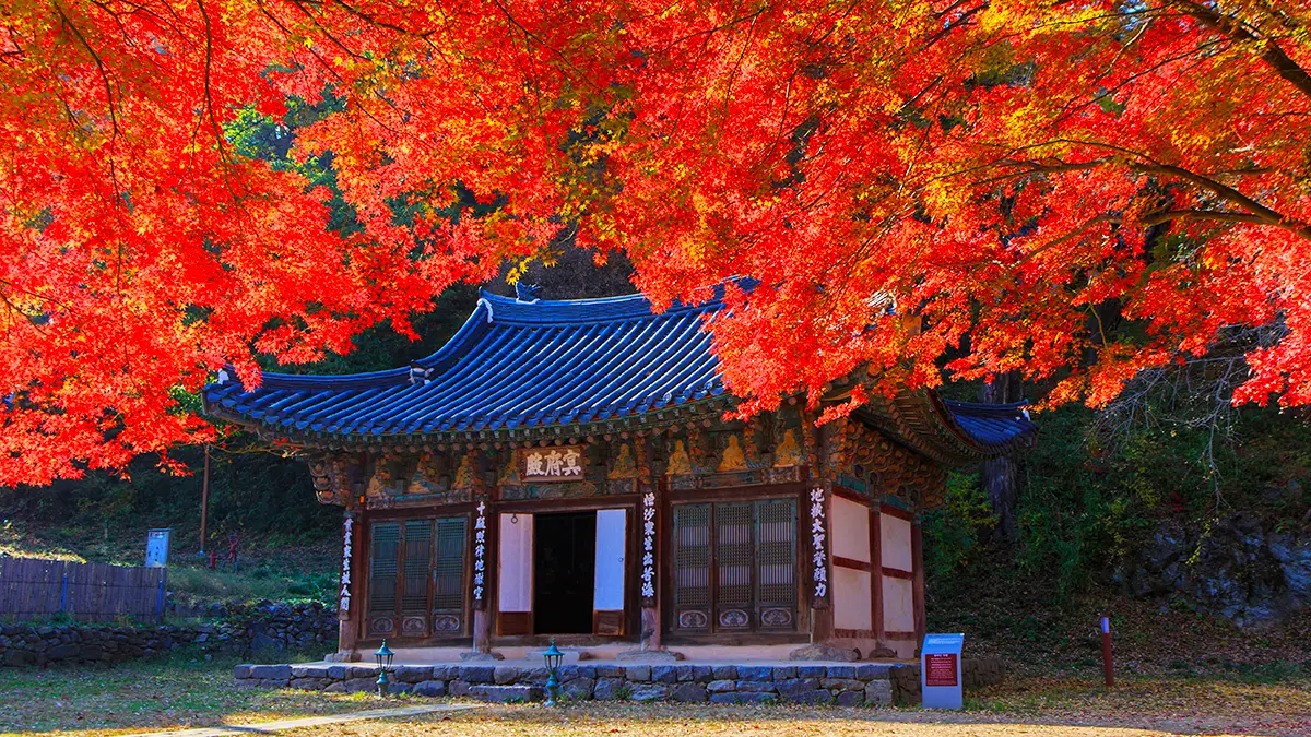 마곡사 단풍 전경