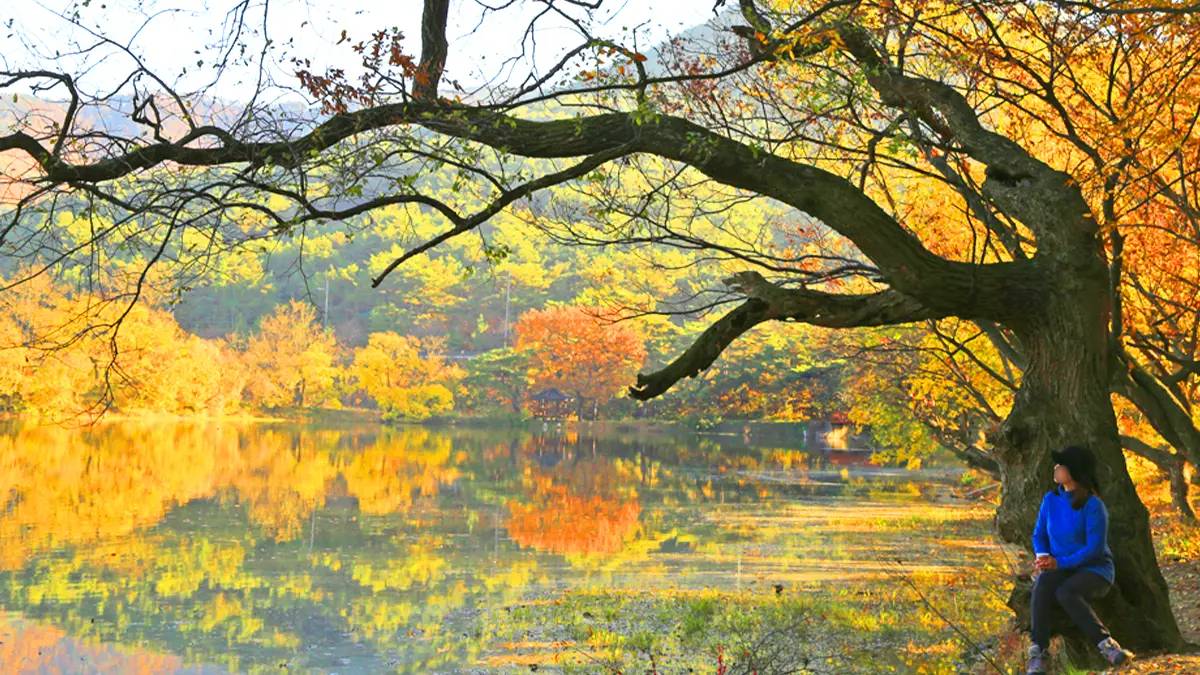 위양지 단풍 위양지 단풍